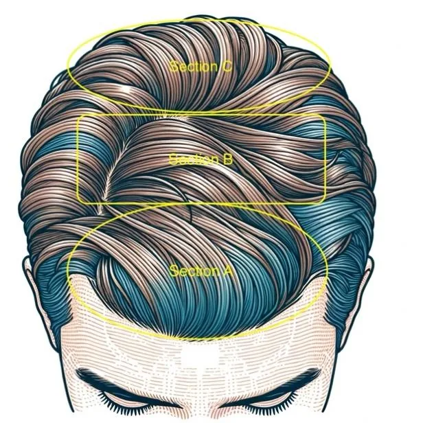 Scalp sections diagram